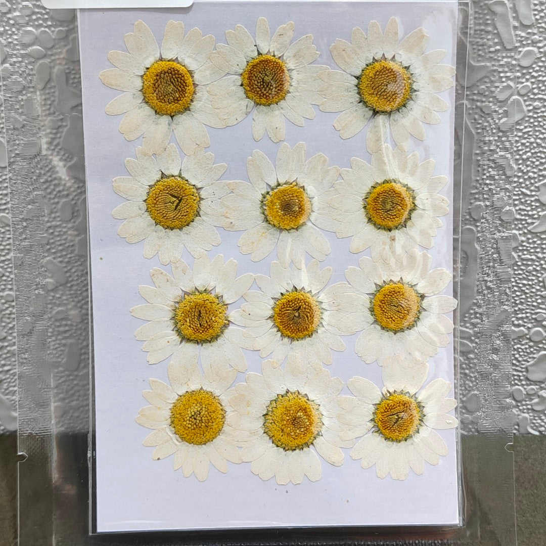 12in1 White Daisy Pressed Flower
