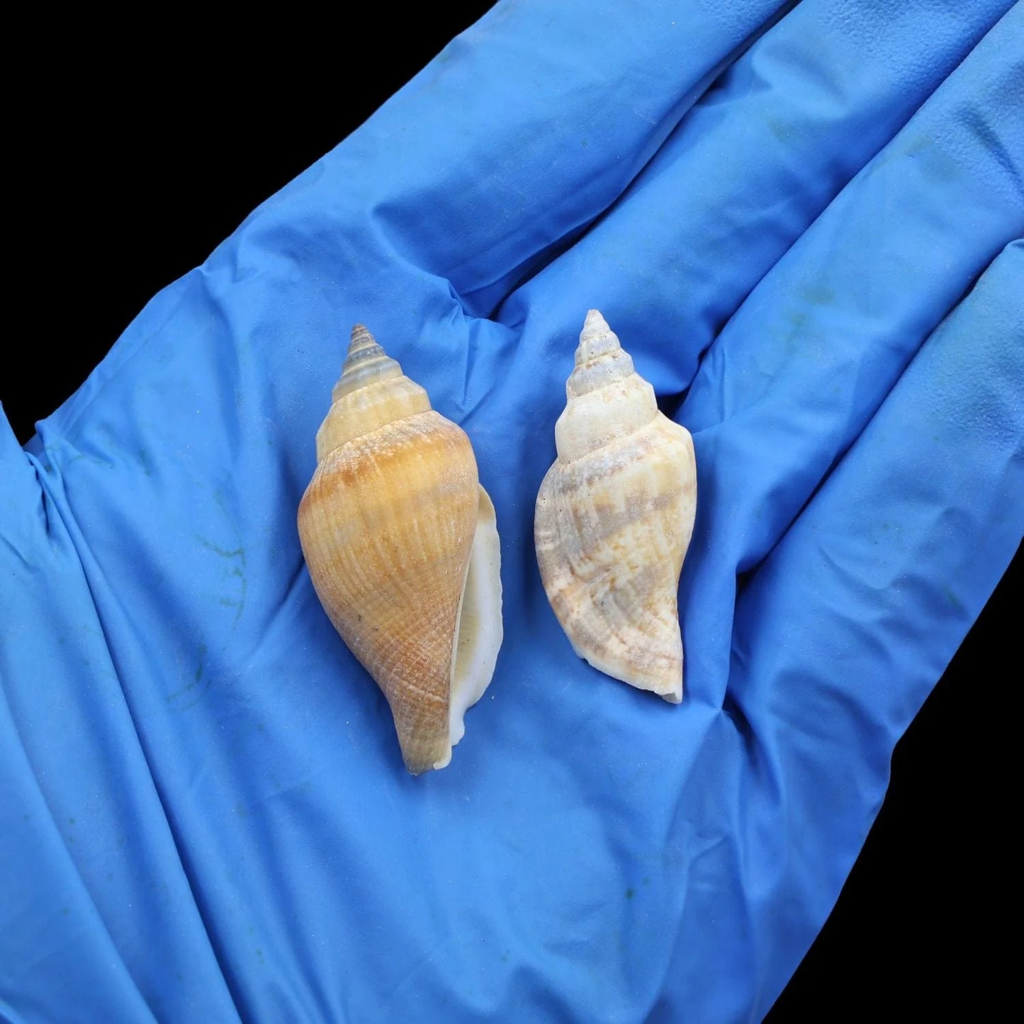 Natural Shell (50Gms) SH015