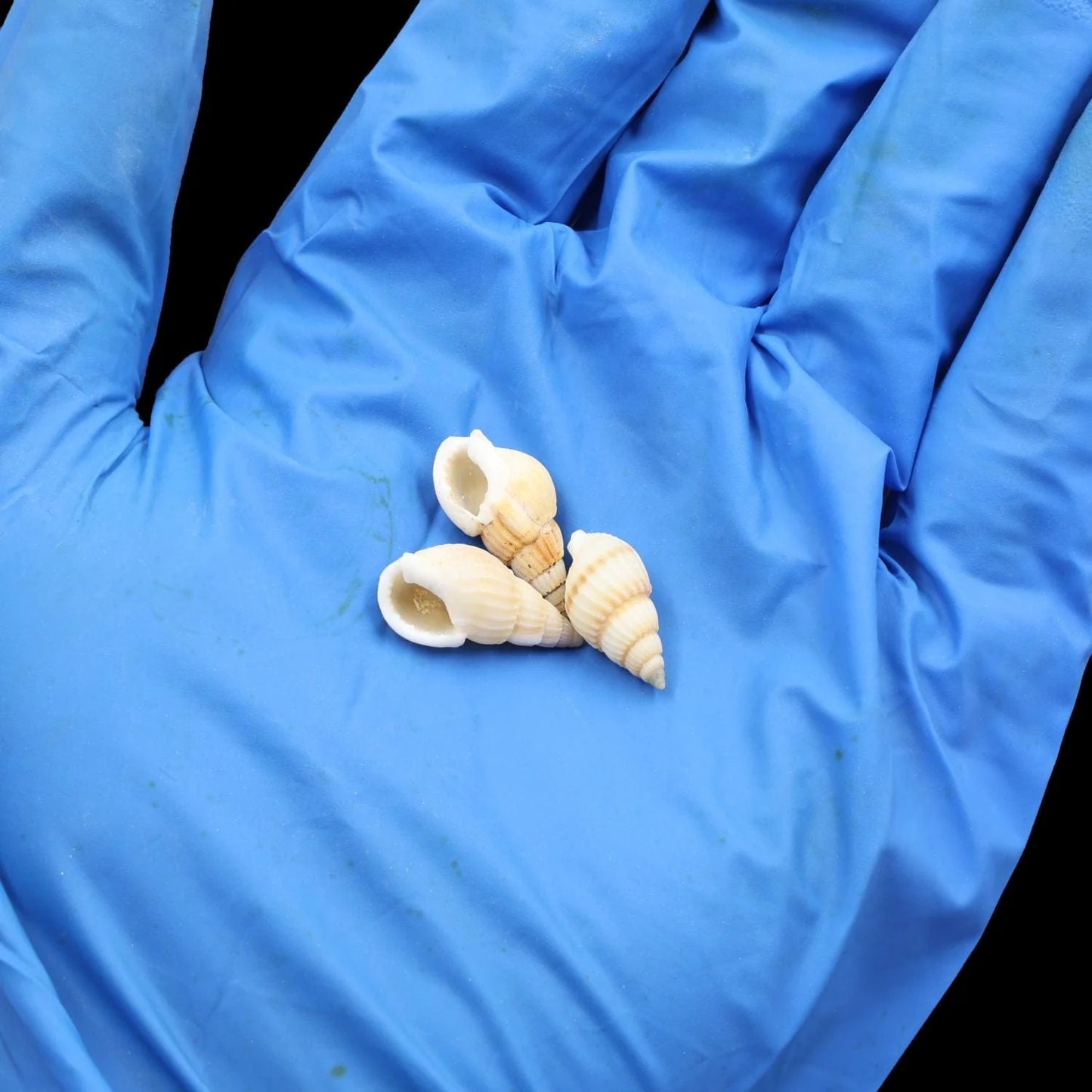 Natural Shell (50Gms) SH019