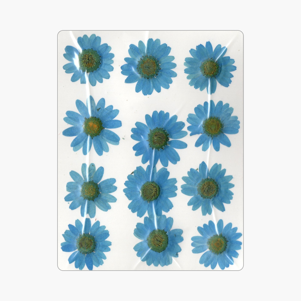 12in1 Pressed Dry Flower