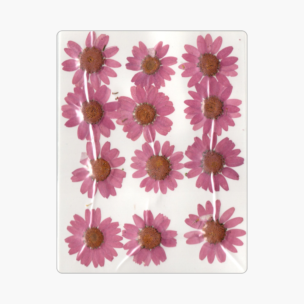 12in1 Pressed Dry Flower