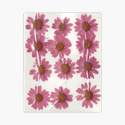 12in1 Pressed Dry Flower