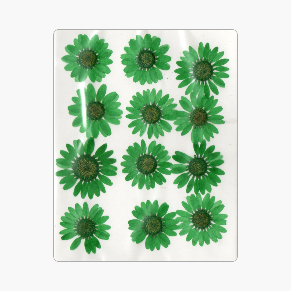 12in1 Pressed Dry Flower
