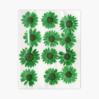 12in1 Pressed Dry Flower