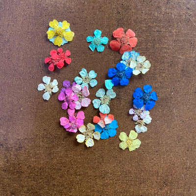 24pcs Multi Plum Blossom Pressed Flower (Small Dubby)