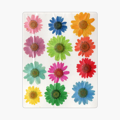 12in1 Pressed Dry Flower