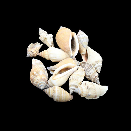 Natural Shell (50Gms) SH015