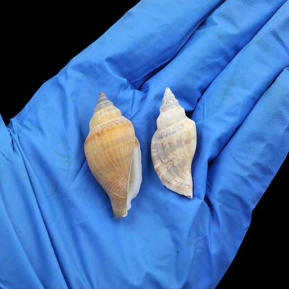 Natural Shell (50Gms) SH015