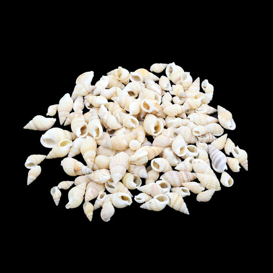 Natural Shell (50Gms) SH019