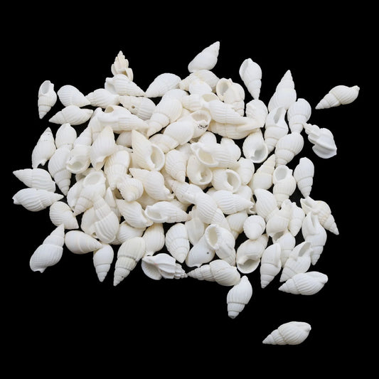 Natural Shell (50Gms) SH020