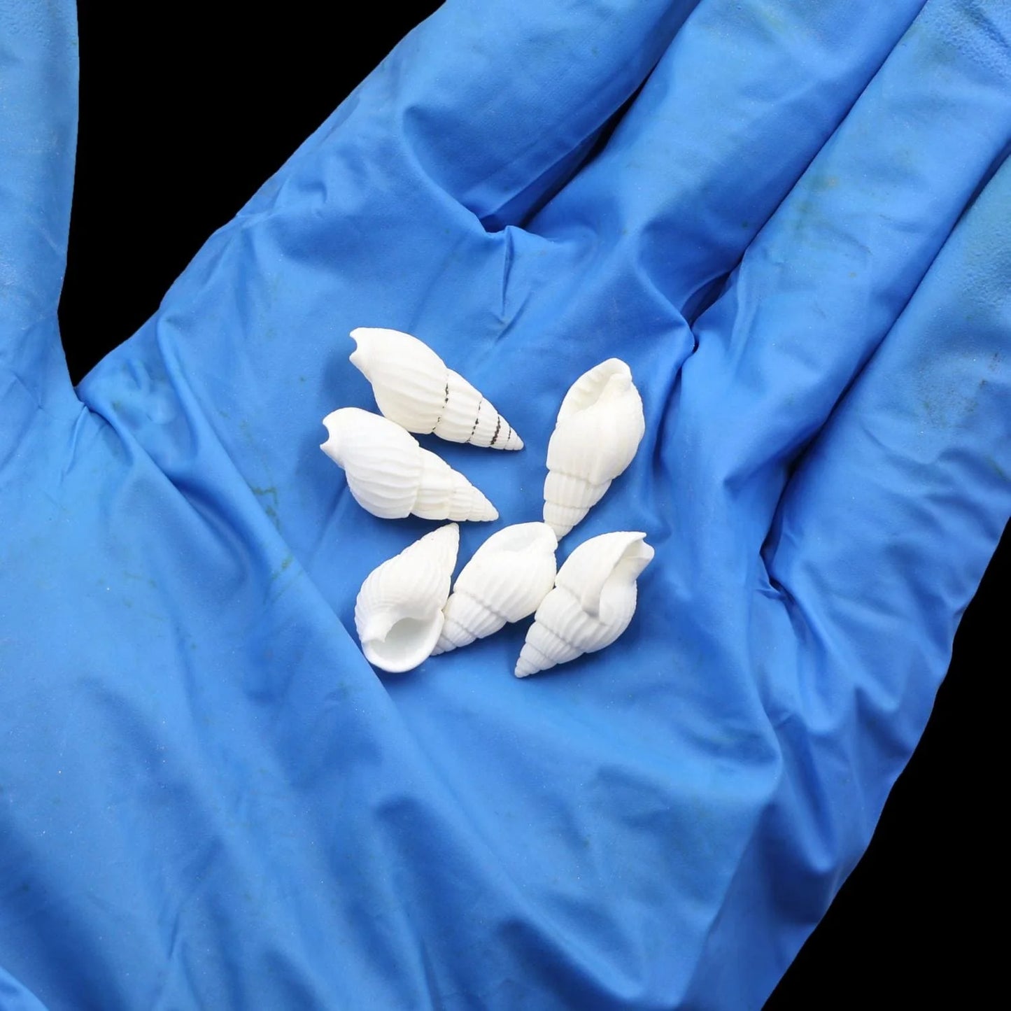 Natural Shell (50Gms) SH020