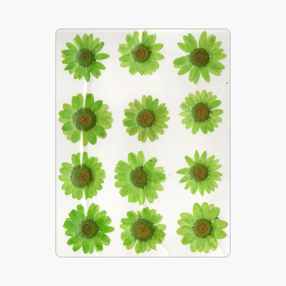 12in1 Pressed Dry Flower
