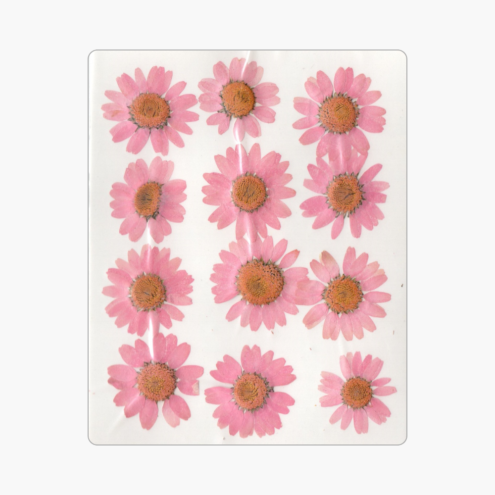 12in1 Pressed Dry Flower