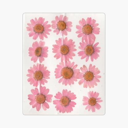 12in1 Pressed Dry Flower