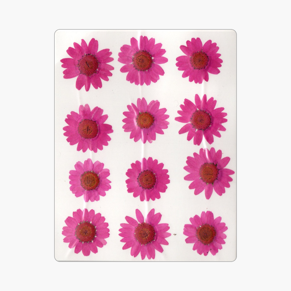 12in1 Pressed Dry Flower