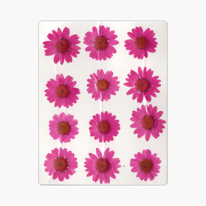 12in1 Pressed Dry Flower