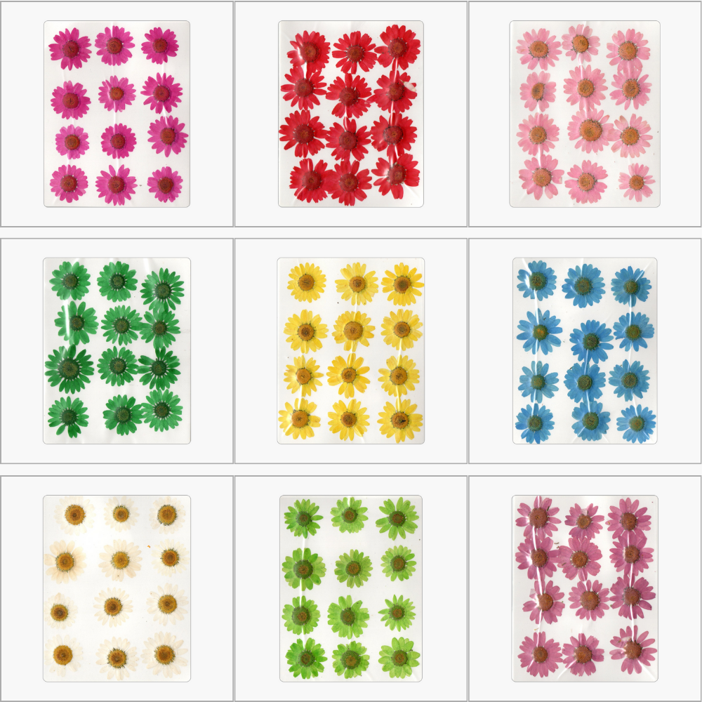 12in1 Pressed Dry Flower