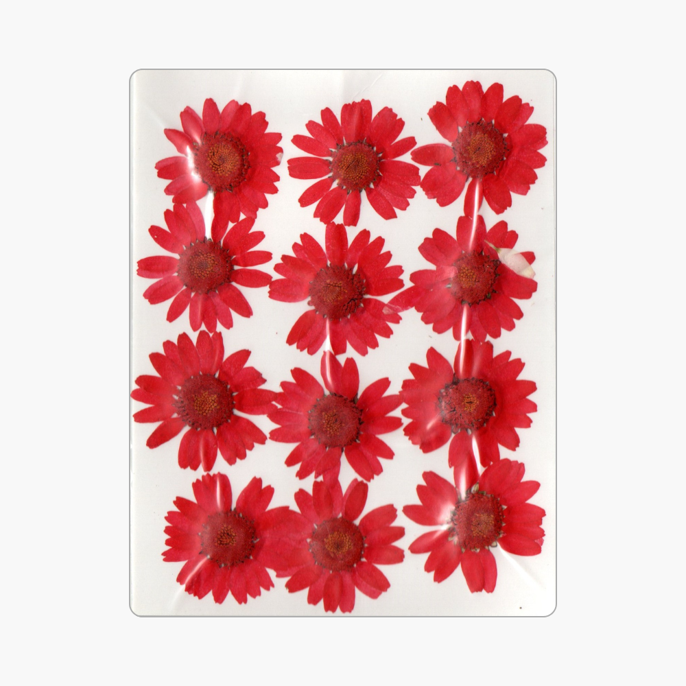 12in1 Pressed Dry Flower