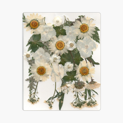 35in1 Pressed Flower
