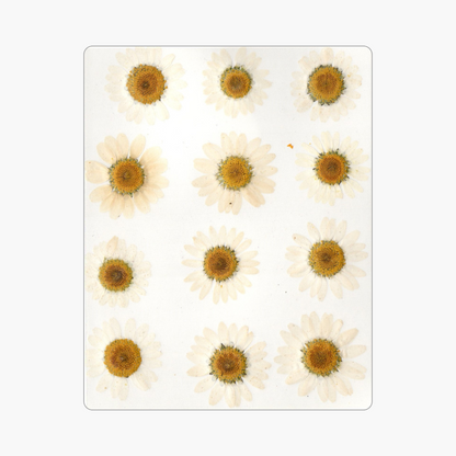 12in1 Pressed Dry Flower