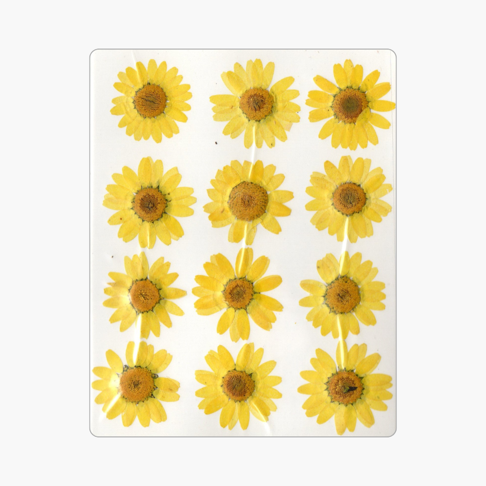 12in1 Pressed Dry Flower