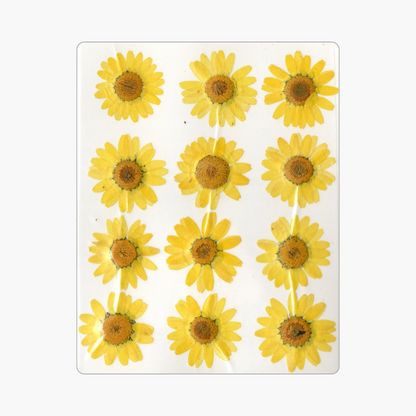 12in1 Pressed Dry Flower
